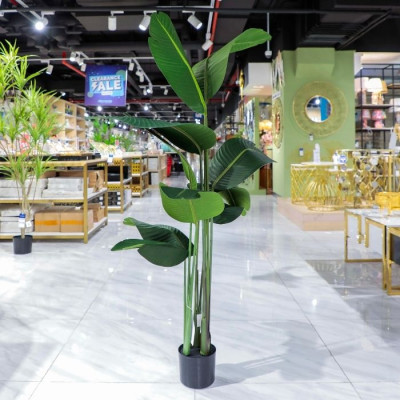 BR-52203-Canna artificial plant, 1.8m